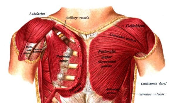 Simple Ways to Build a Strong, Firm Chest – Fit 50 and Fabulous