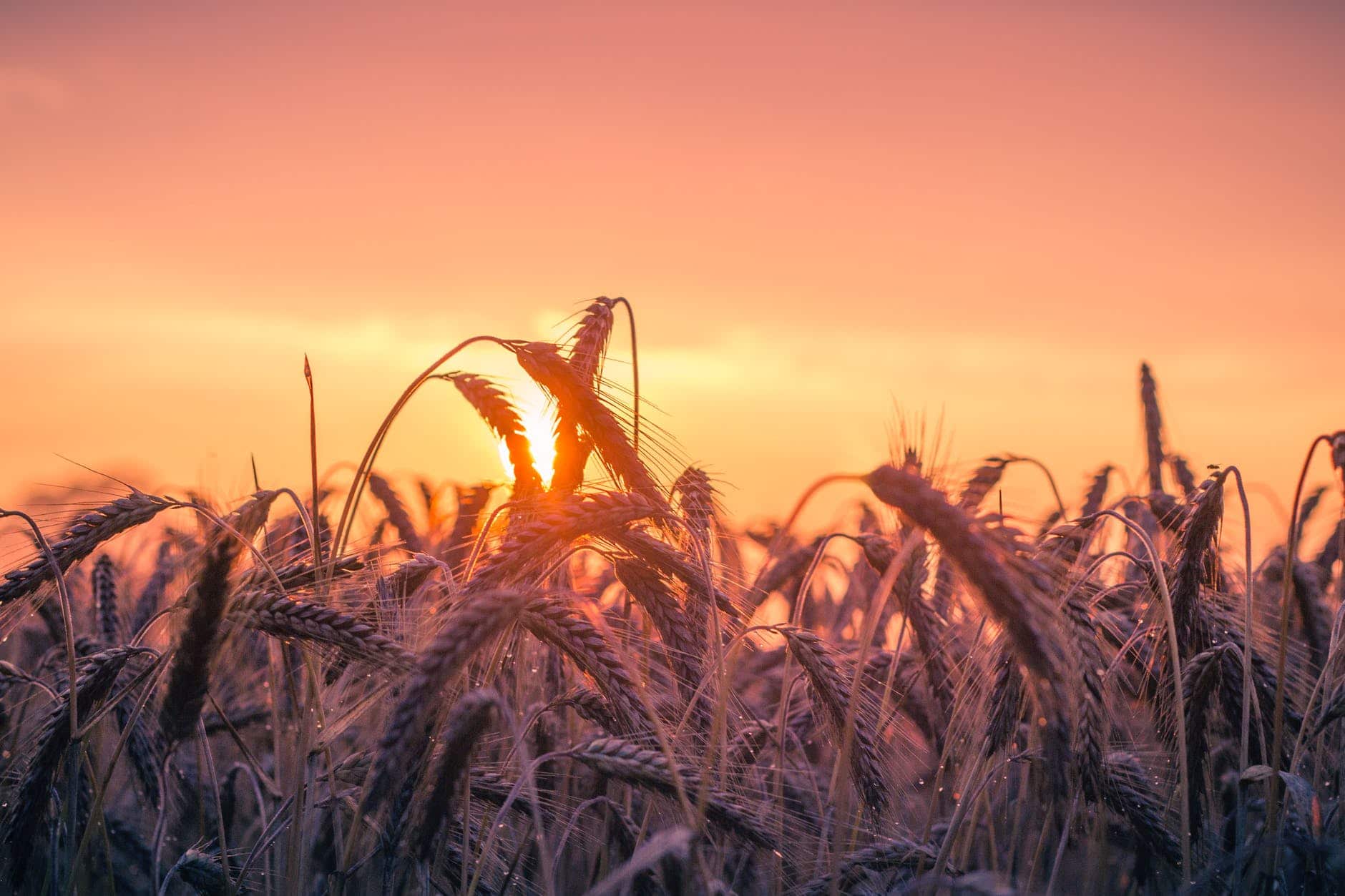 abendstimmung agriculture back light cereal